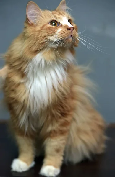 Gato mullido de pelo rojo de pecho blanco —  Fotos de Stock