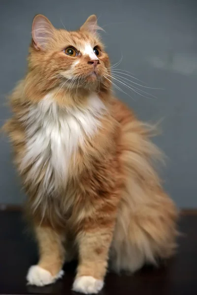 푹신한 빨간 머리 흰 가슴 고양이 — 스톡 사진