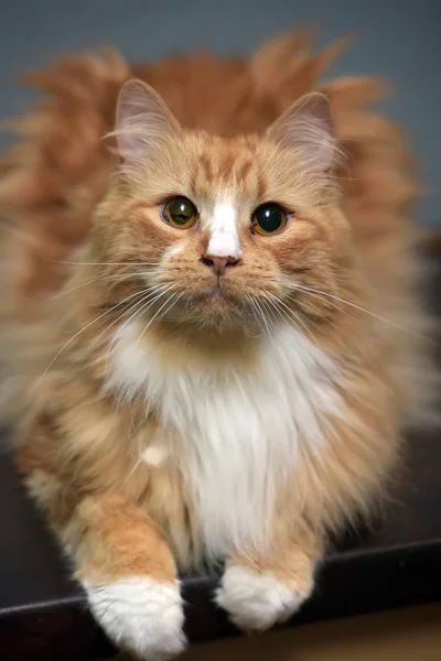 Gato mullido de pelo rojo de pecho blanco —  Fotos de Stock