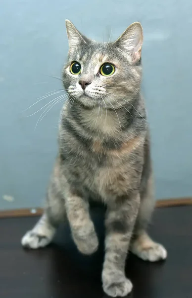 빨간 고양이 초상화가 있는 회색 — 스톡 사진