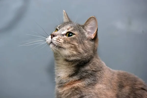 Kırmızı kedi portresi ile gri — Stok fotoğraf