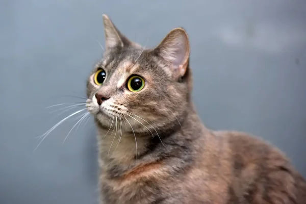 Cinza com retrato de gato vermelho — Fotografia de Stock