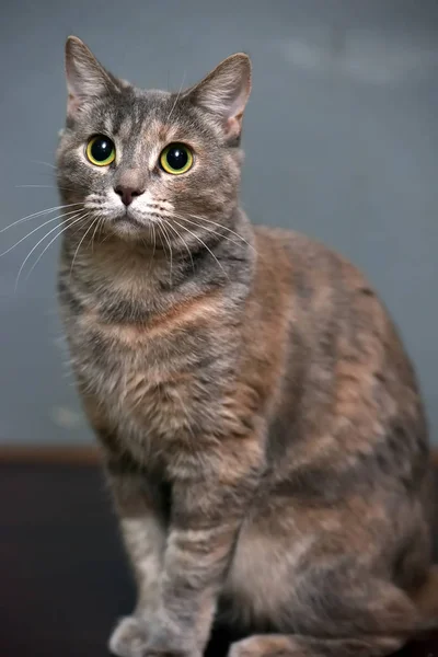Šedý s červeným kočičí portrétem — Stock fotografie
