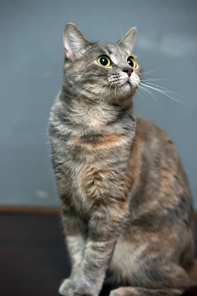 Gris avec portrait de chat rouge — Photo