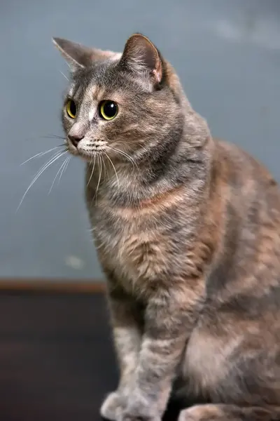 Γκρι με κόκκινο πορτραίτο γάτας — Φωτογραφία Αρχείου