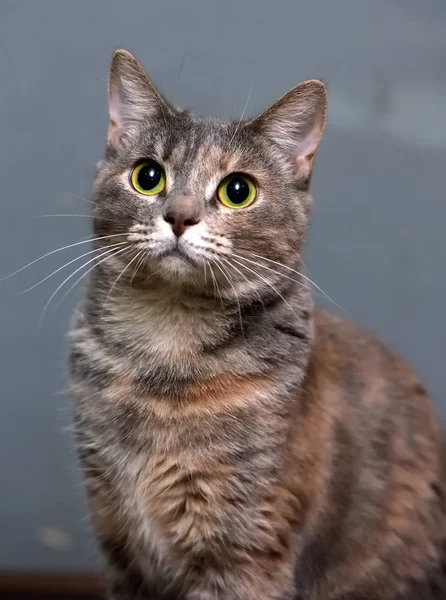 Szürke, vörös macska portréja — Stock Fotó