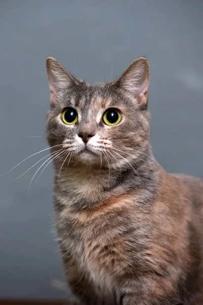 赤猫の肖像画と灰色 — ストック写真