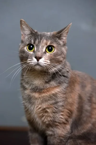 Cinza com retrato de gato vermelho — Fotografia de Stock