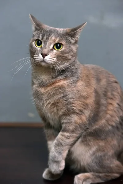 Cinza com retrato de gato vermelho — Fotografia de Stock