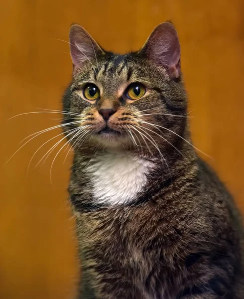 Braun mit weißer Brustkatze — Stockfoto