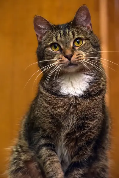 Marrón con blanco pecho gato — Foto de Stock