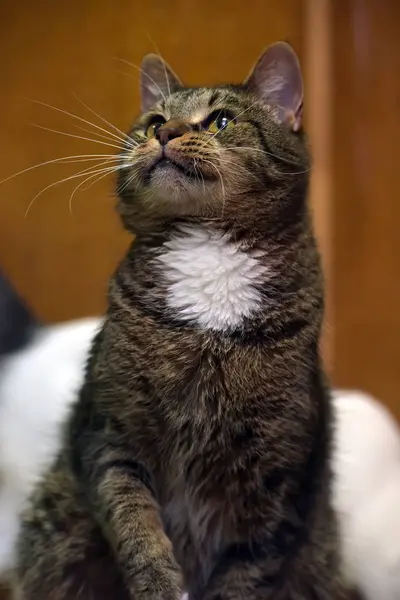 Brun med vit bröst katt — Stockfoto