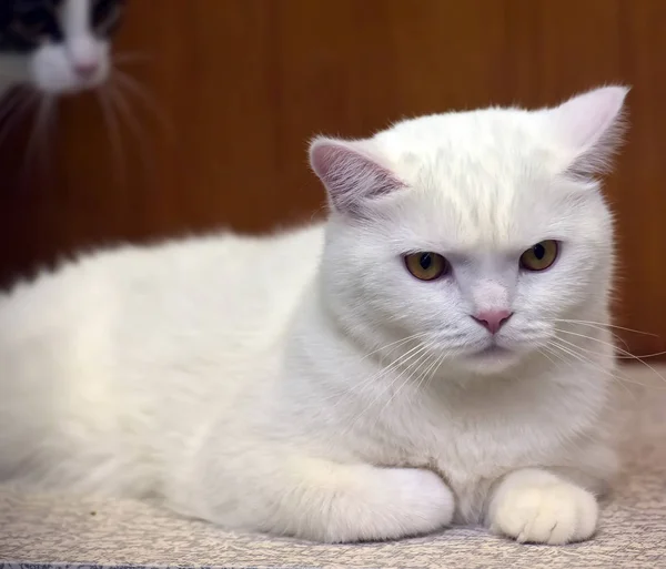 Güzel beyaz İngiliz kedi — Stok fotoğraf