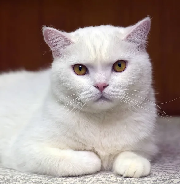 Belo gato britânico branco — Fotografia de Stock