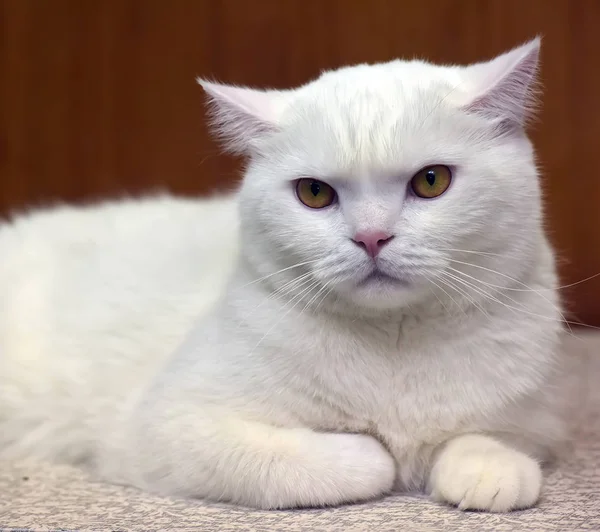 Mooie witte Britse kat — Stockfoto