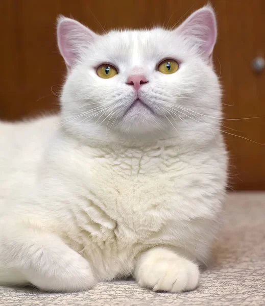 Belo gato britânico branco — Fotografia de Stock