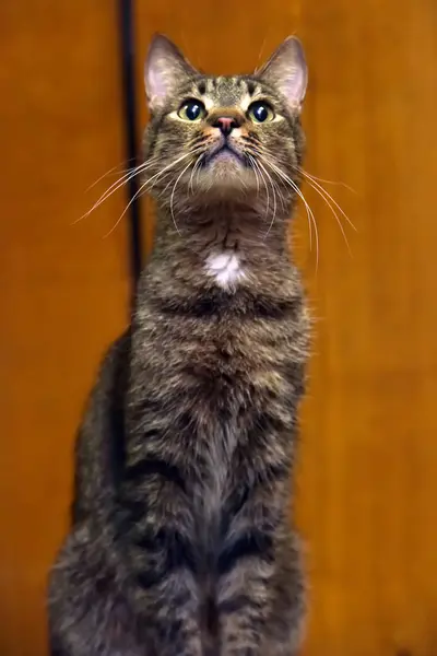 Katze mit vorsichtigem Blick — Stockfoto