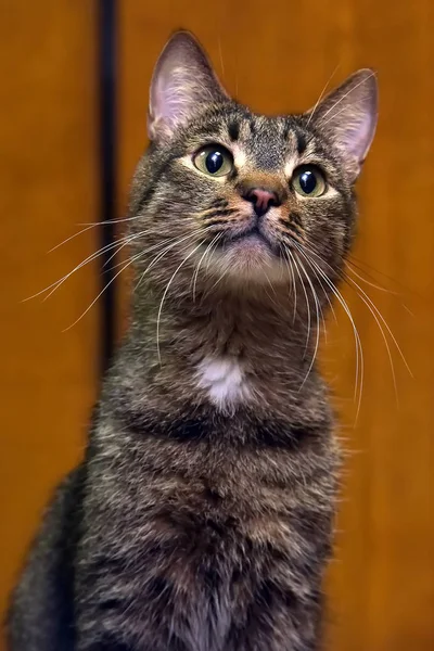 Katze mit vorsichtigem Blick — Stockfoto