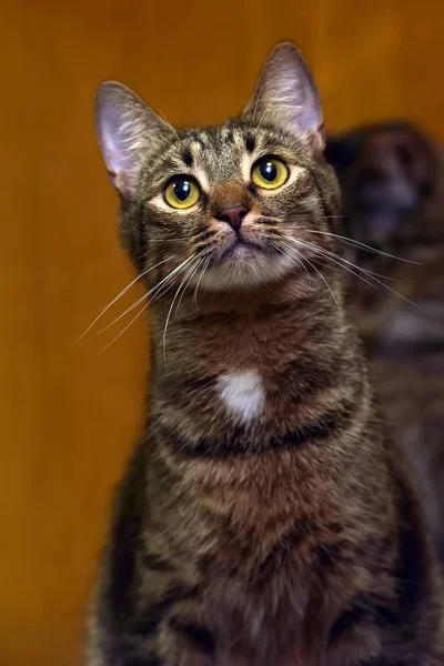 Katze mit vorsichtigem Blick — Stockfoto