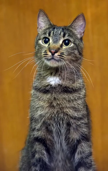 Dikkatli bir görünüm ile kedi — Stok fotoğraf