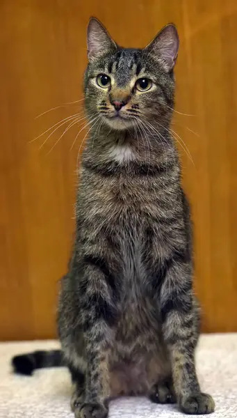 Kucing dengan tampilan hati-hati — Stok Foto