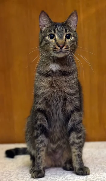 Katze mit vorsichtigem Blick — Stockfoto
