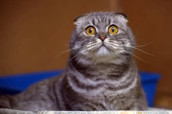 Gris con rayas pliegue gato —  Fotos de Stock