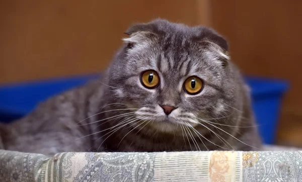 Gray with stripes fold cat — Stock Photo, Image