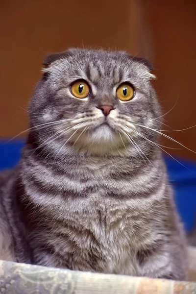 Grigio con strisce piega gatto — Foto Stock