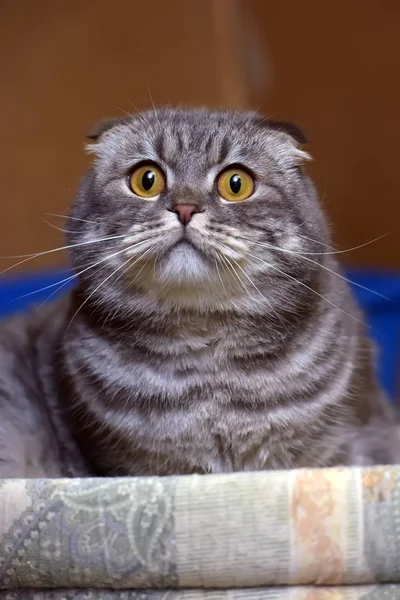 Gris con rayas pliegue gato — Foto de Stock