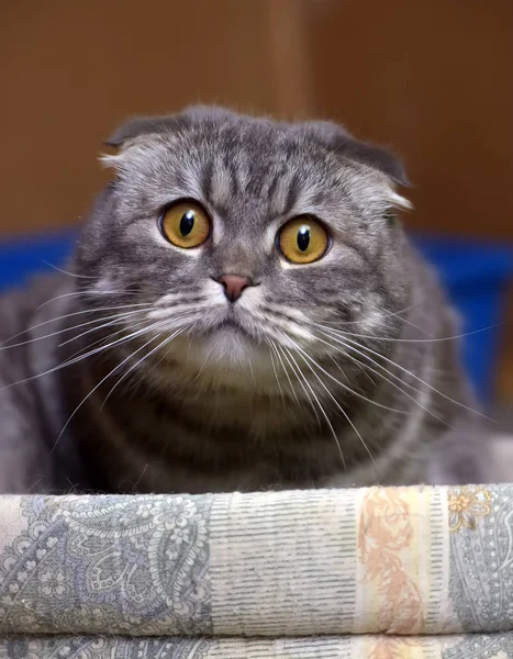 줄무늬가 있는 회색 접이식 고양이 — 스톡 사진