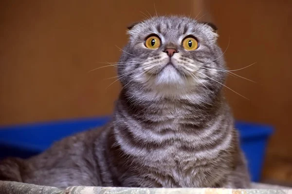 Gris con rayas pliegue gato — Foto de Stock