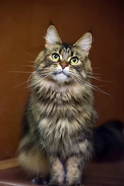 Maine Coon kattporträtt — Stockfoto