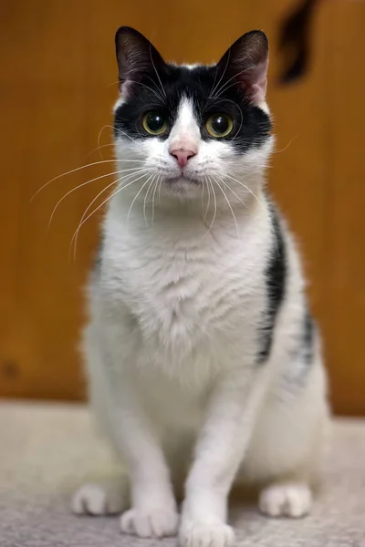 Bianco con gatto nero su sfondo marrone — Foto Stock