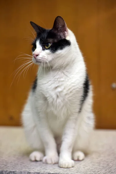 Bianco con gatto nero su sfondo marrone — Foto Stock