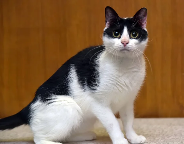 Blanco con gato negro sobre fondo marrón —  Fotos de Stock