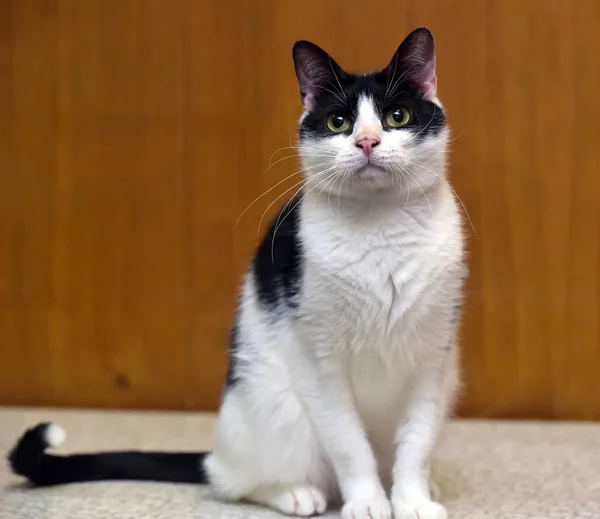 Wit met zwarte kat op een bruine achtergrond — Stockfoto