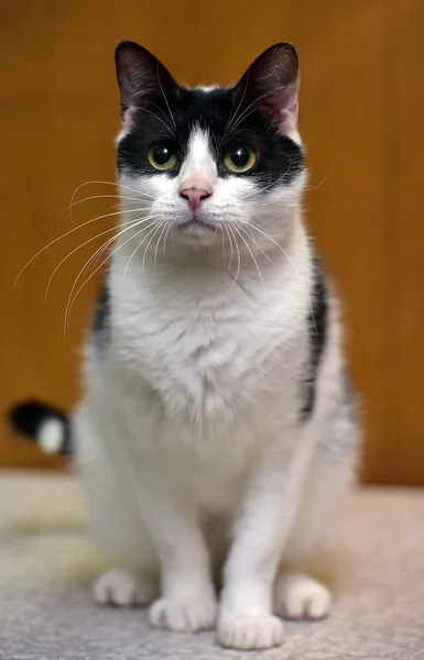 Branco com gato preto em um fundo marrom — Fotografia de Stock