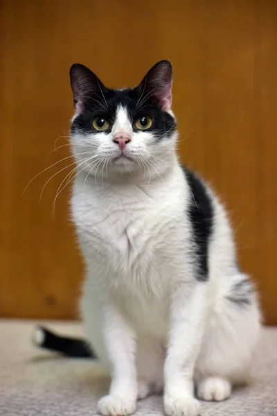 Branco com gato preto em um fundo marrom — Fotografia de Stock