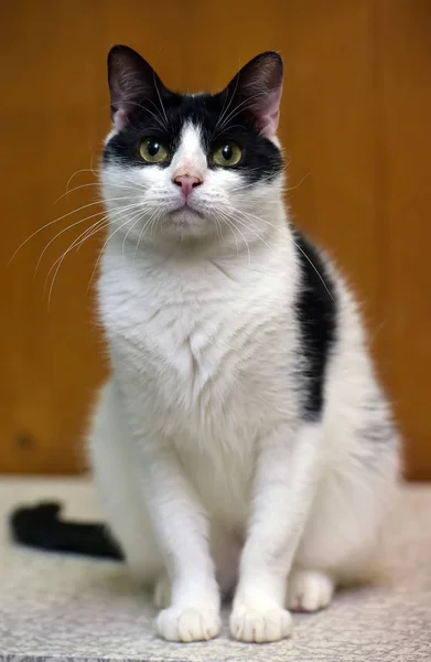 Kahverengi bir arka plan üzerinde siyah kedi ile beyaz — Stok fotoğraf