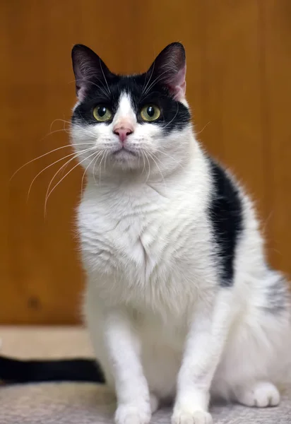 Blanco con gato negro sobre fondo marrón —  Fotos de Stock