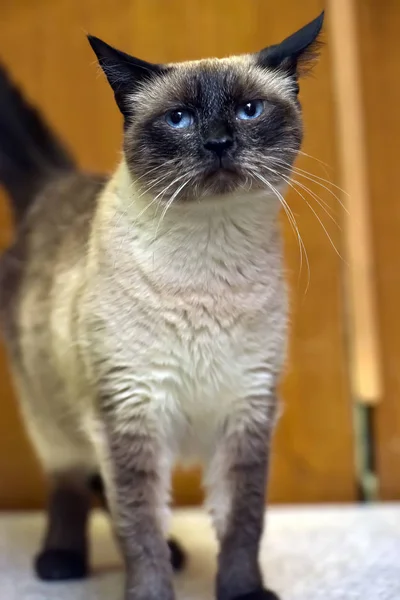 Siamkatze mit blauen Augen — Stockfoto