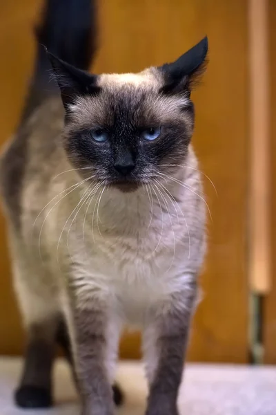 Siamese kat met blauwe ogen — Stockfoto