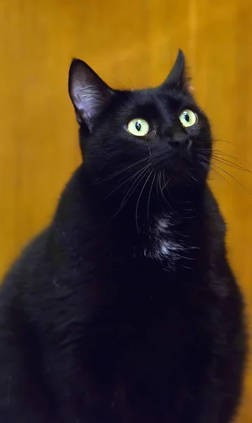 Gato preto gordo com olhos amarelos — Fotografia de Stock