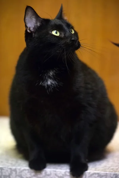 Χοντρή μαύρη γάτα με κίτρινα μάτια — Φωτογραφία Αρχείου