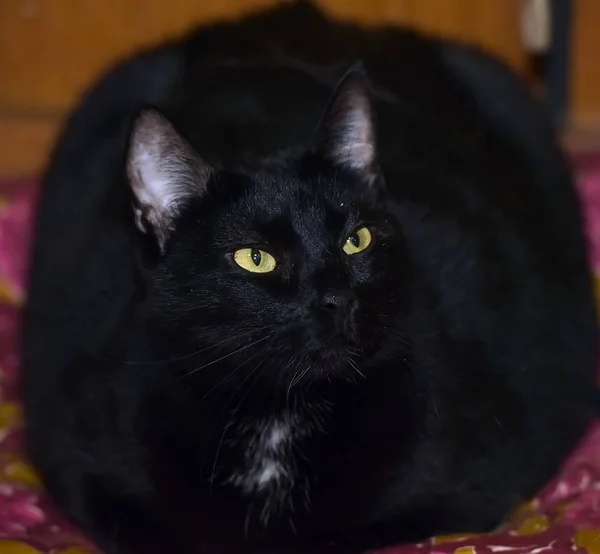 Dicke schwarze Katze mit gelben Augen — Stockfoto