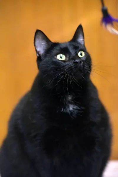노란 눈을 가진 뚱뚱한 검은 고양이 — 스톡 사진