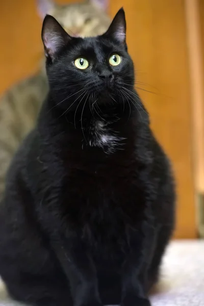 Dicke schwarze Katze mit gelben Augen — Stockfoto