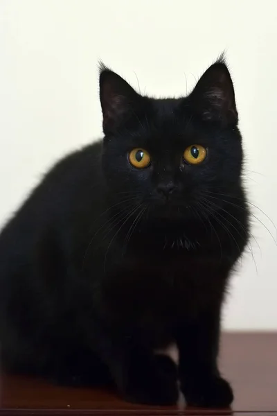 Mladá kočka s oranžovými očima — Stock fotografie