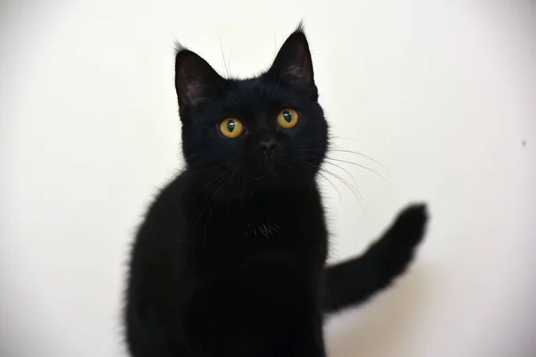 Young cat with orange eyes — Stock Photo, Image